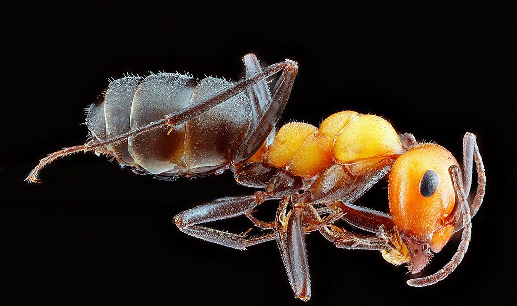 Ant Control service in Orem, UT
