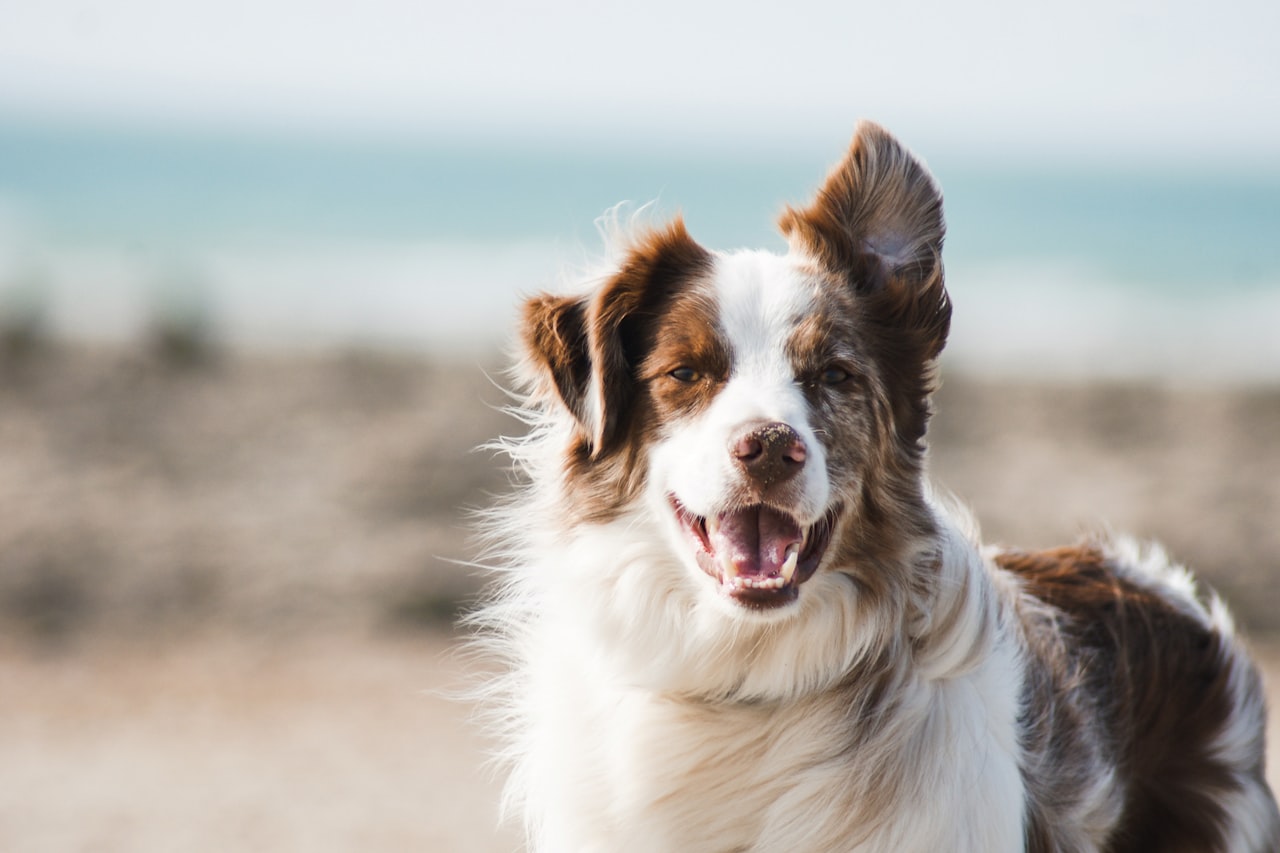 Flea & Tick Control service in Orem, UT