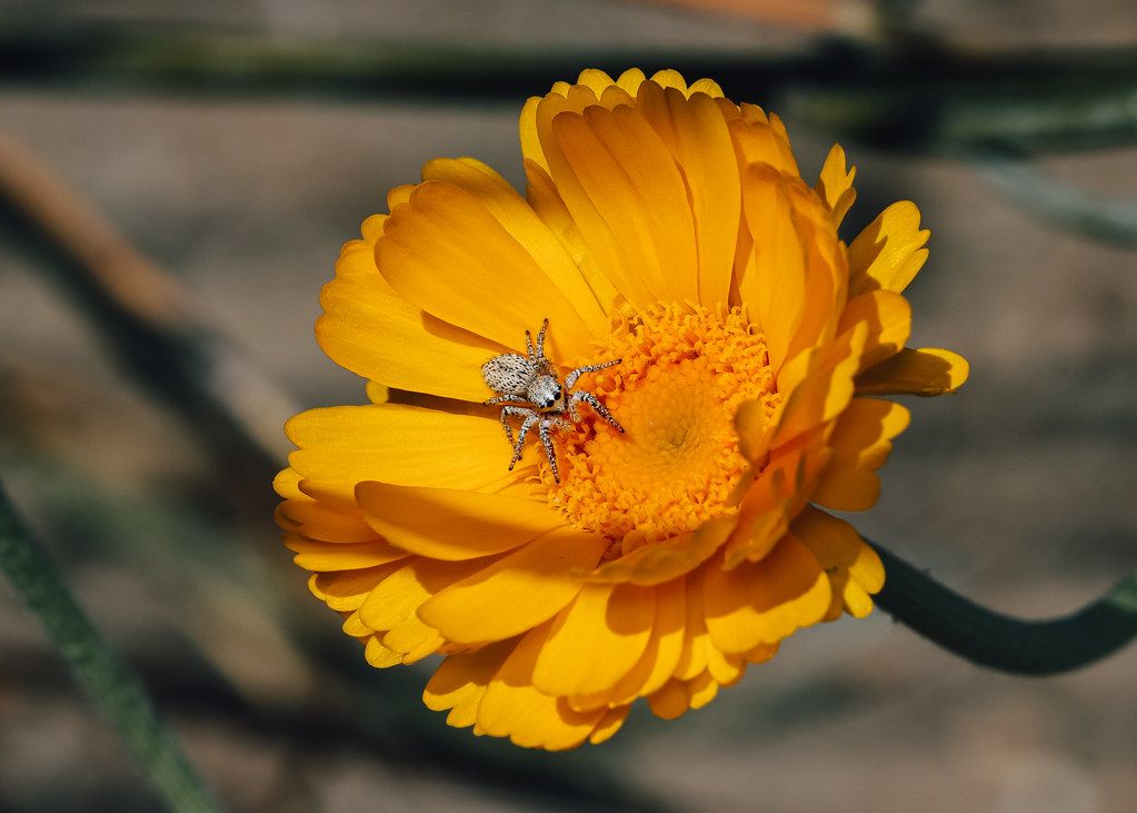 Spider Control service in Orem, UT